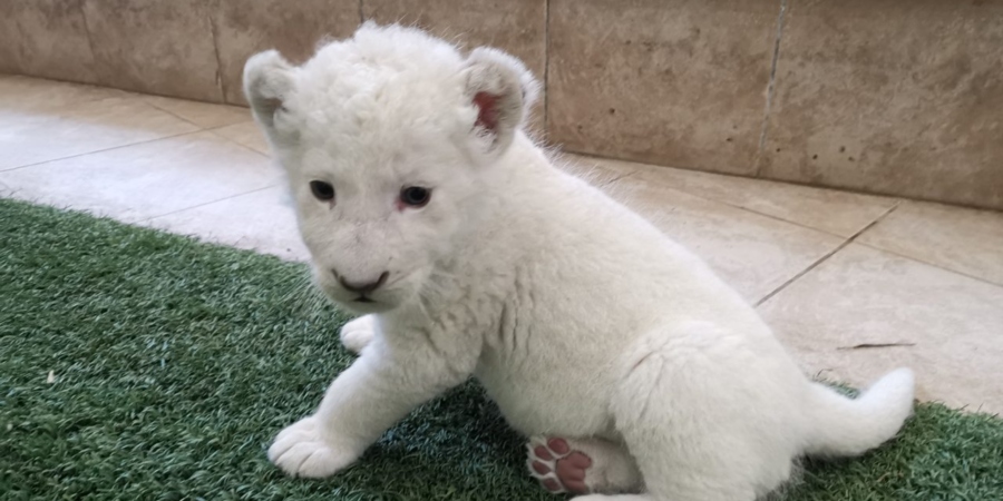 Σπάνιο λιονταράκι λευκού χρώματος γεννήθηκε στον ζωολογικό κήπο της Πέγειας 